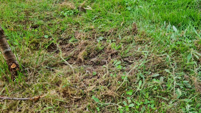 Skadat område kring körsbärsträd med avslitna grenar och uppkastad jord och gräs.