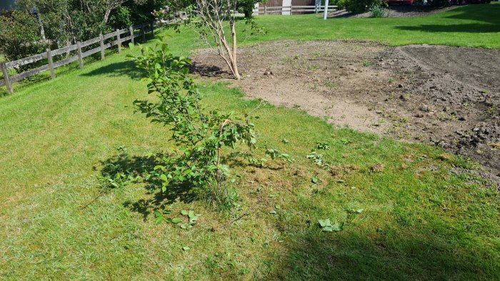 Skadat körsbärsträd i trädgård med avbrutna grenar och skadad gräsmatta.