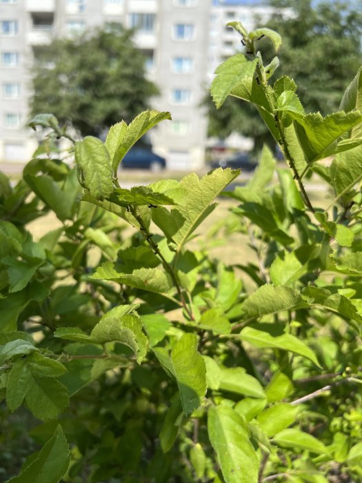 Nyplanterade buskar med gröna blad, myror synliga, stadsmiljö i bakgrunden.