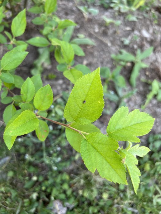 Gröna blad på en buske med en myra på ett av bladen, planterad i en trädgård.