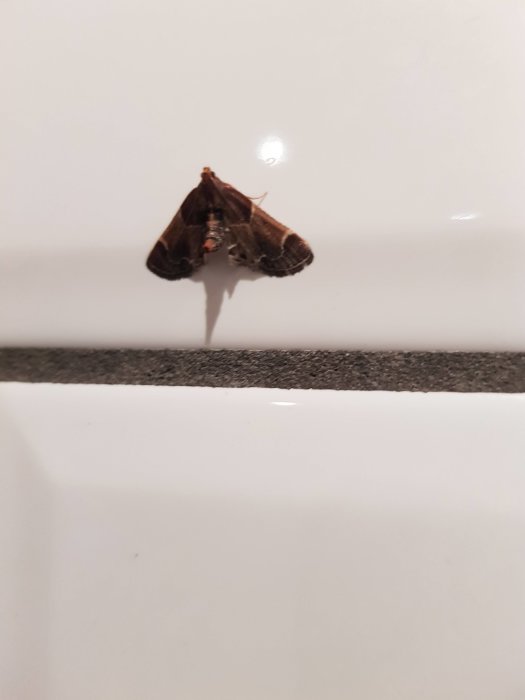 Fjäril på ungefär två centimeter med utstickande stjärt vilande på en vit vägg.
