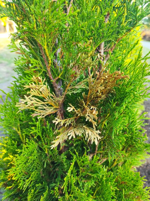 Närbild av en thuja Smaragd med bruna och gröna grenar som uppvisar tecken på stress eller sjukdom efter plantering.