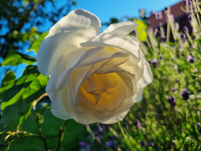 Närbild av en blommande vit ros med suddiga lila blommor och grönska i bakgrunden.