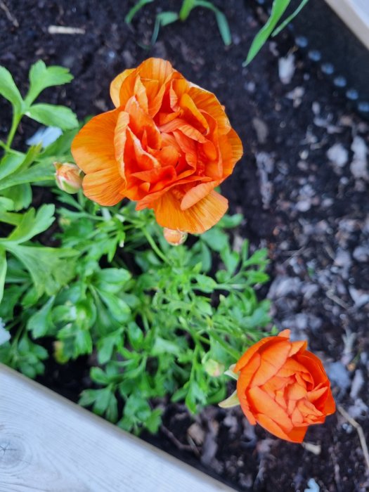 Två blommor av rannunkler i olika utvecklingsstadier med orange kronblad i en trädgårdsbädd.