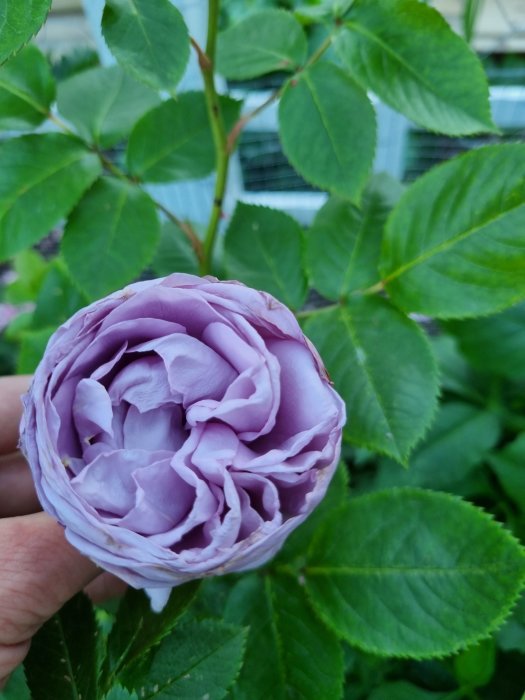 Närbild av en lila ros 'Ingrid Bergman' med frodiga gröna blad i bakgrunden.