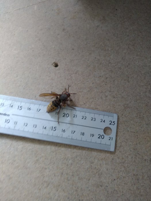 Insekt bredvid linjal på kartongyta för storleksjämförelse.