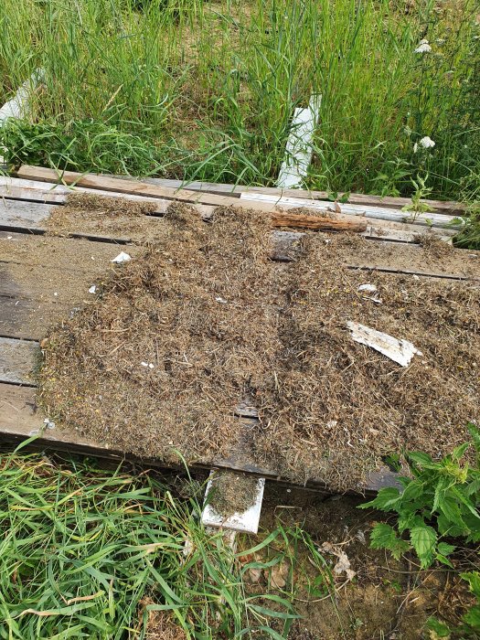 Översikt över en delvis riven myrstack bland brädor och gräs.