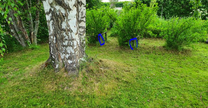 Trädgård med stort träd, buskar och blå markerade trädramar för grenstöd på gräsmatta.