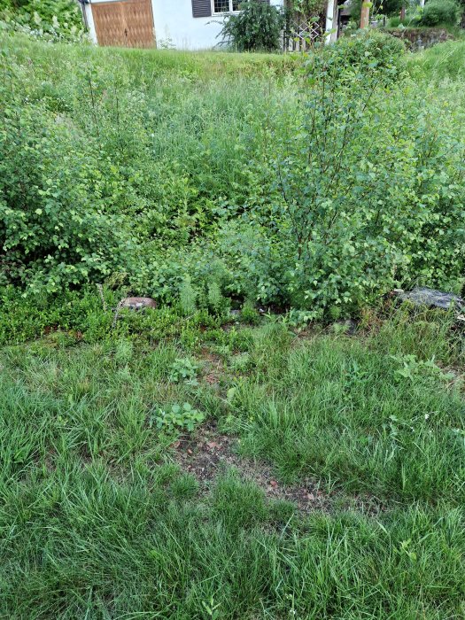 Ogräsbevuxen trädgård med olika sorters vegetation och ett hus i bakgrunden.