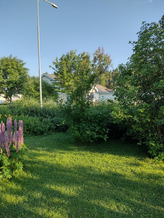 Övervuxna syrener och rotskott i en solig trädgård med ett bostadshus i bakgrunden.