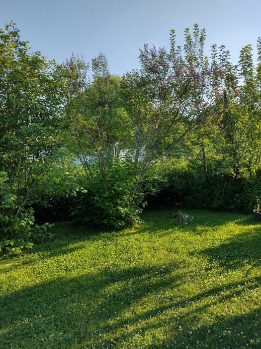 Översikt av en trädgård med höga, ovårdade syrenbuskar och flera rotskott omkring.