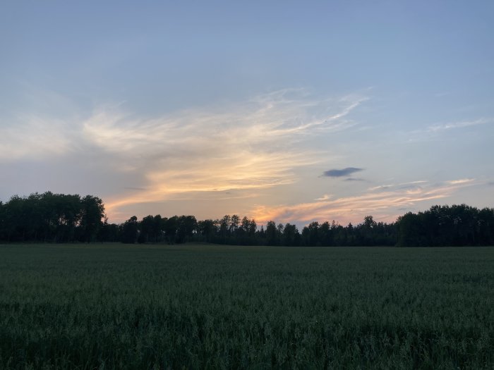 Solnedgång över fält med trädlinje mot en färggrann himmel.