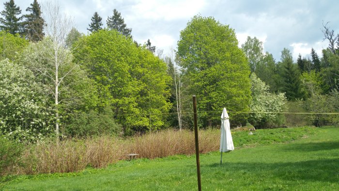 Vy över en trädgårdsmark med grön gräsmatta gränsande till buskage och skog, potentiell bäcks placering.