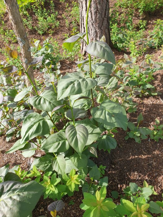 Olika gröna plantor i skogsmark, eventuell syren och annan okänd vegetation.