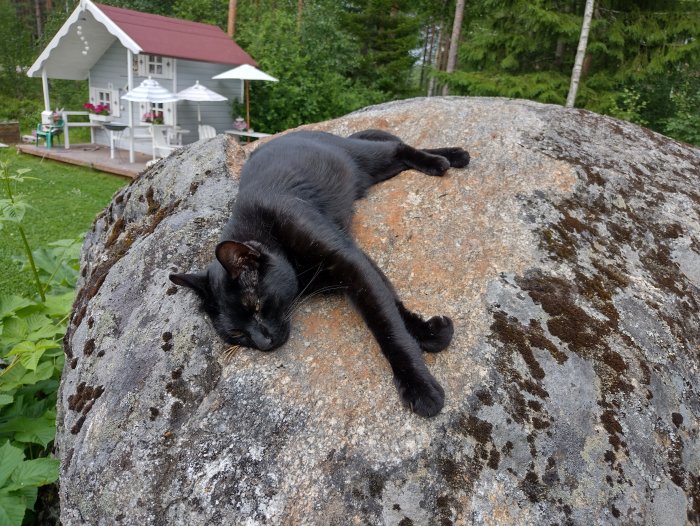 Svart katt som vilar på en stor klippa med ett vitt hus och träd i bakgrunden.