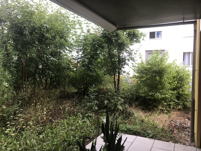 Övergiven trädgård med vildvuxna buskar och högt gräs sedd från en täckt uteplats.