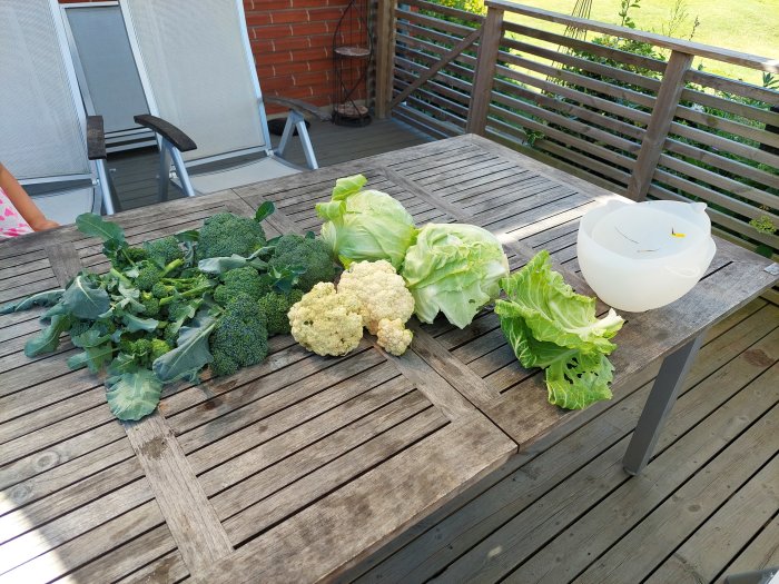 Olika sorters kål sorterade på ett träbord utomhus, möjlig belöning från att använda skyddsnät.