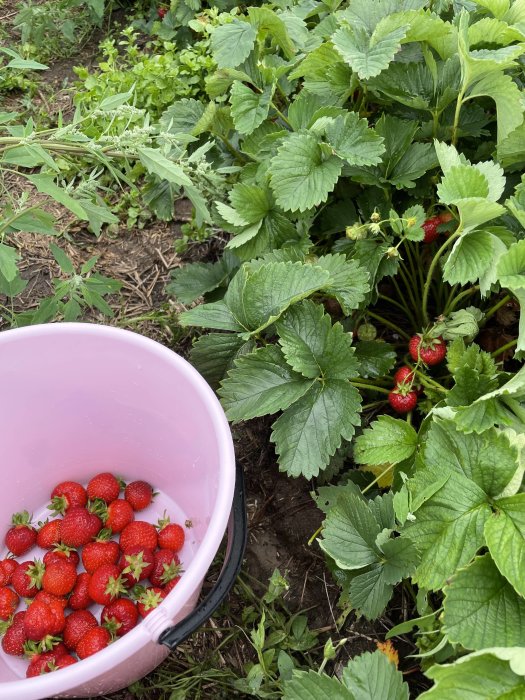 Hink med ny-plockade jordgubbar bredvid jordgubbsplantor på en självplock.