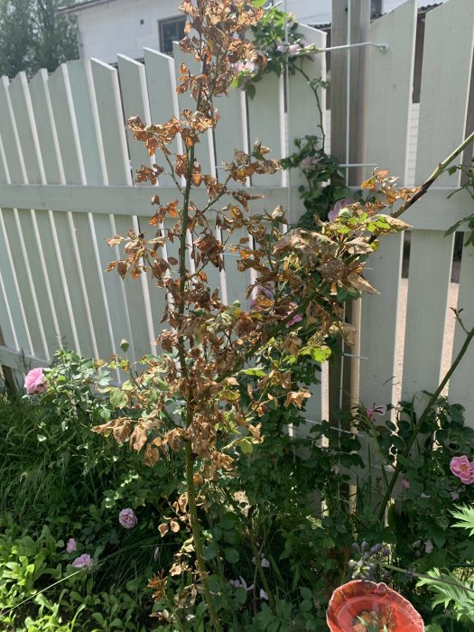 Vissnad gren av klätterros med bruna blad framför vit staket och hälsosamma gröna blad och rosa blommor i bakgrunden.