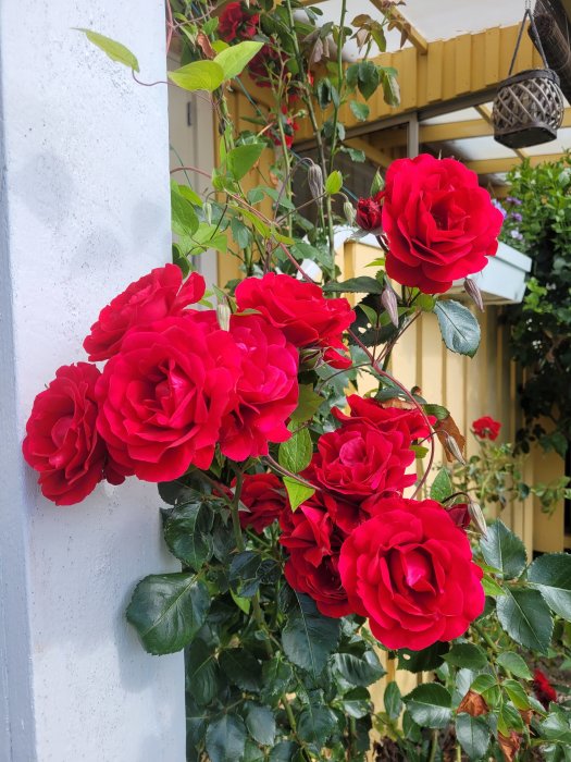 Röda rosor i blom vid en trappa med gröna blad och knoppar av mörklila klematis i bakgrunden.