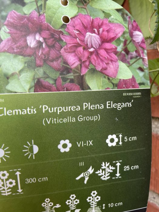 Etikett för Clematis 'Purpurea Plena Elegans' med bild av fyllda rosa blommor och vårdinstruktioner.