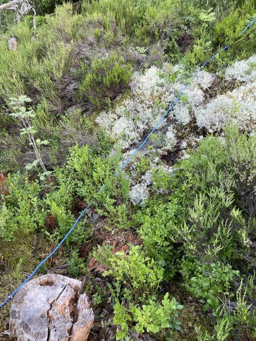 Blå vattenslang dras över lummig terräng med diverse vegetation och stubbe i förgrunden.