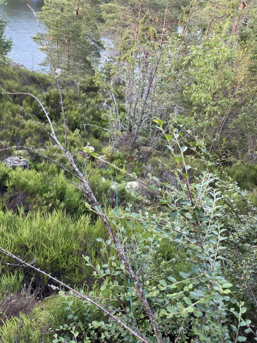 Tät vegetation i skog med träd och buskar, potentiell sträcka för elkabel och vattenslang.