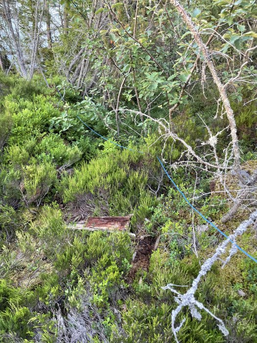 En skogsmark med utspridda växter och en blå vattenslang som sträcker sig igenom terrängen.