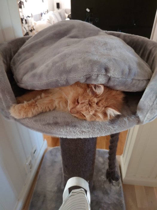 Orange katt som sover under en grå tjock filt på en kattmöbel.