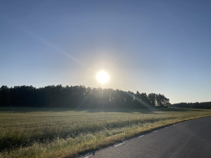 Soluppgång över ett fält med ett skogsparti i bakgrunden och en väg i förgrunden.