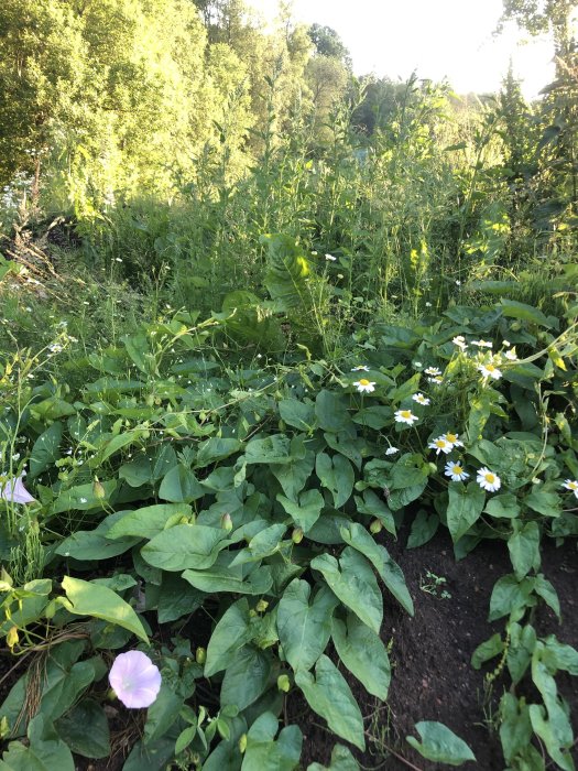 Ojämn spridning av växter i en trädgård med blandning av ogräs, några blommor och synlig småstenig jord.