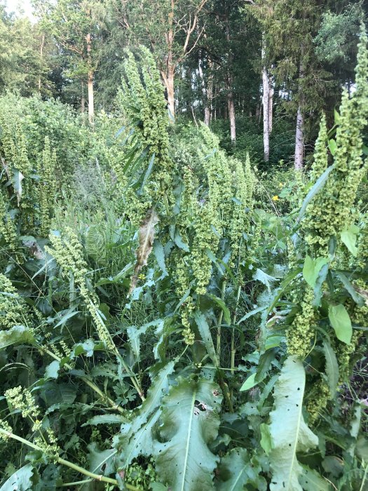 Ogräs och vildväxande vegetation i hög med matjord mot skogsbackgrund.