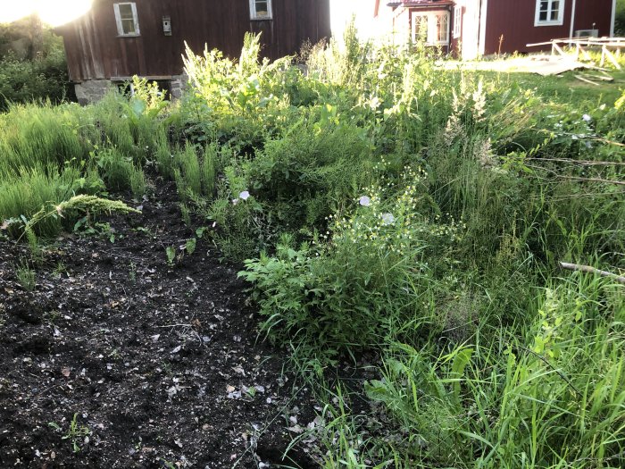 Ojämn spridning av matjord med småsten mot naturligt frodig gräsmatta vid sommartorp.