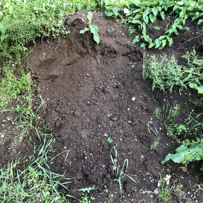 Hög med mörk matjord blandad med småsten och ogräs på kanten, intill naturligt, fräschare gräs.