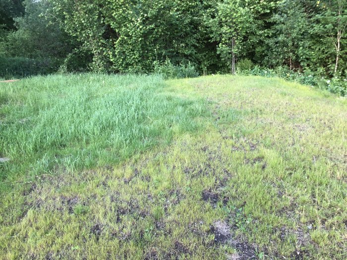 Gräsmatta med grön frisk gräs till vänster och glesare, gulare gräs till höger indikerande dålig jordkvalitet.