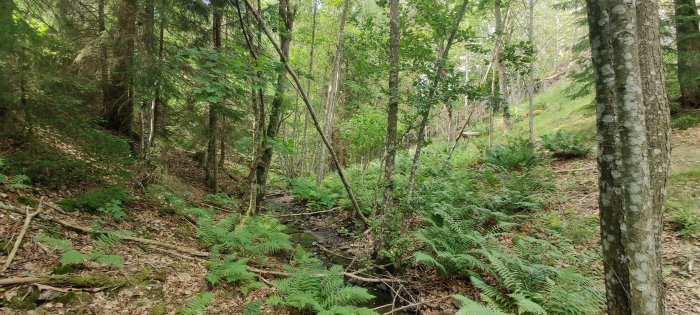 Lummig skog med ormbunksväxter och bäck omgiven av blandade träd och löv på marken.