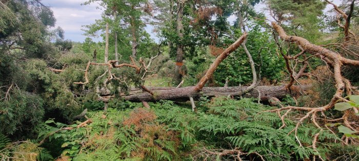 Fallen träd över ormbunksklädd mark i en skog.