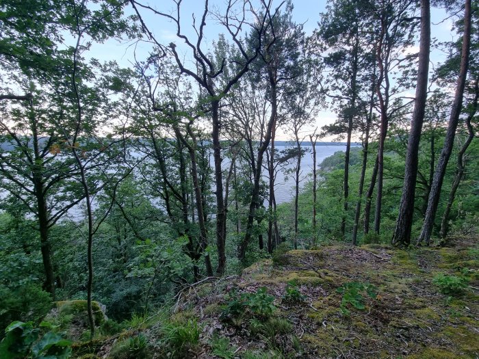 Lummig skog med träd och vegetation med utsikt över en sjö i skymningen.