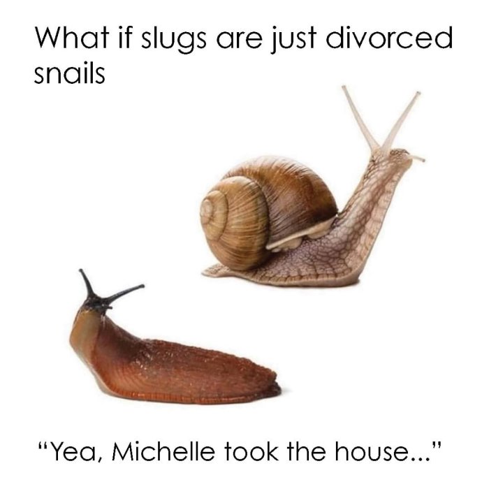 Humoristisk jämförelse mellan en snigel med skal och en naken snigel med texten "What if slugs are just divorced snails".