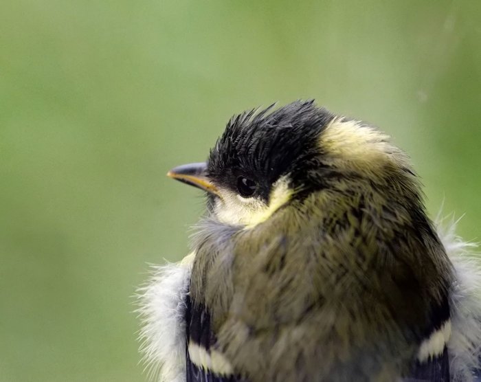 Närbild av en dunig ung talgoxe, Parus major, mot suddig grön bakgrund.