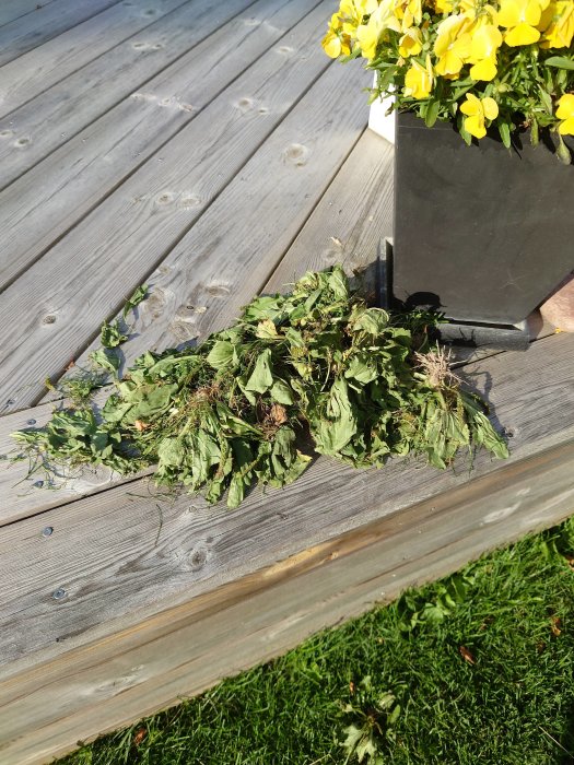 En hög med borttagna groblad intill en kruka med gula blommor på ett trätrall.