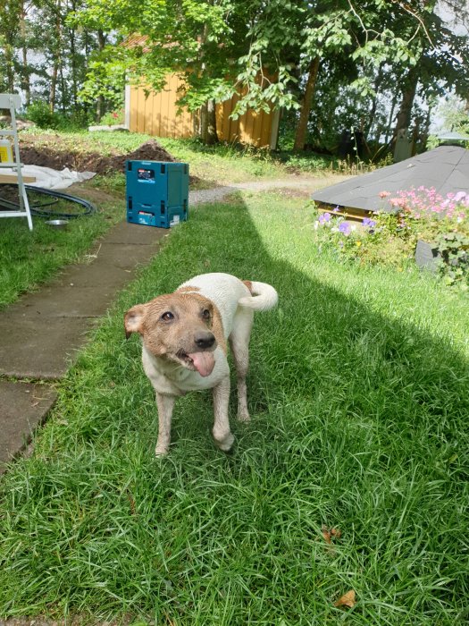 Hund står på nygrävd gräsmatta med grävhög och trädgårdsverktyg i bakgrunden.