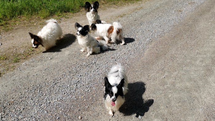 Fyra små hundar på en grusväg med grönt gräs i bakgrunden.