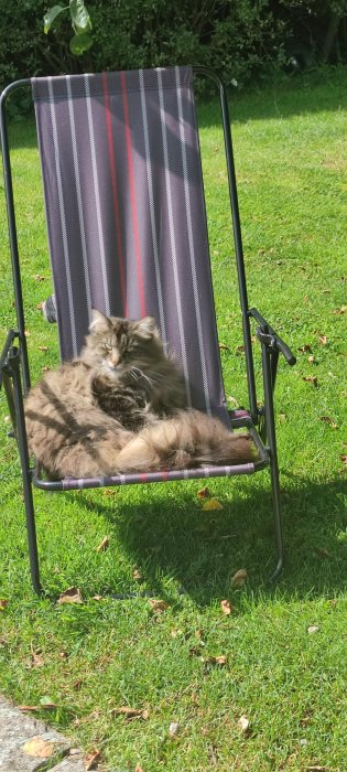 Fluffig långhårig katt som ligger avslappnat i en randig hopfällbar stol på gräsmatta.