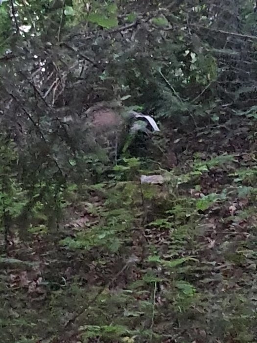 En grävling som rotar i skogsmark nära kompost med trädgårdsavfall och djurgödsel.