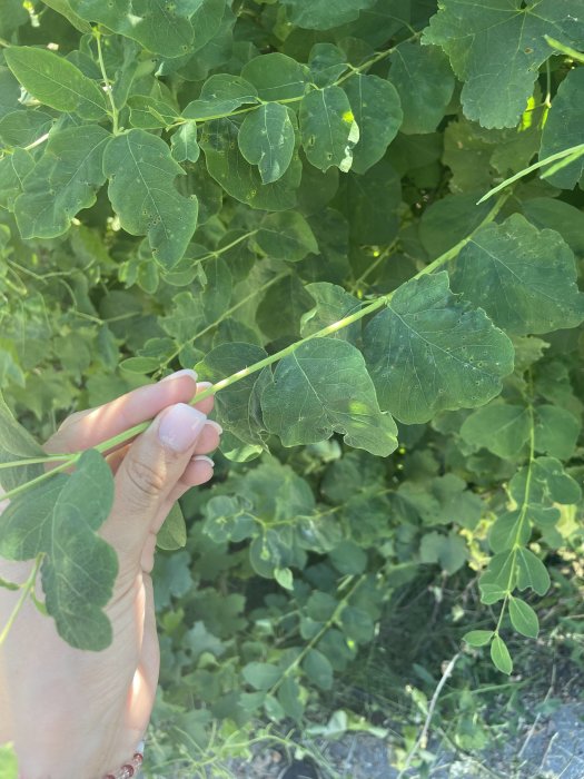 Hand håller ett blad från en frodig grön häck för identifiering.