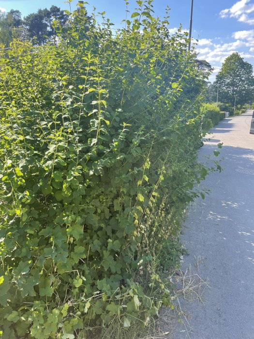 Lummig häck full av gröna blad längs en trottoar under soligt väder, frågan om häcktyp diskuteras.