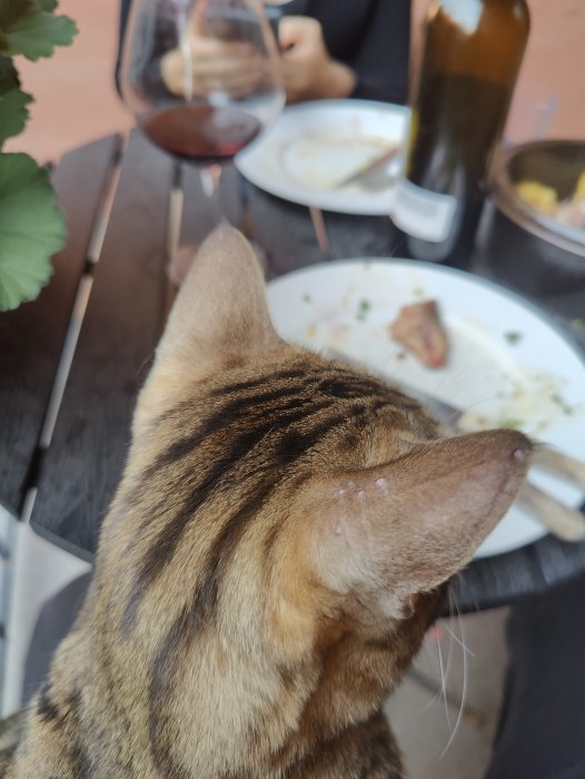 Katt med sår på örat vid ett middagsbord utomhus med vin och matrester.