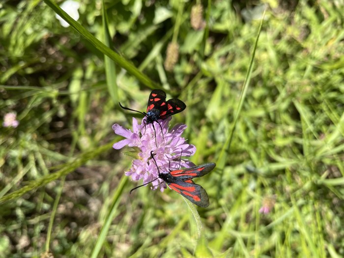 Två rödsvarta insekter på en lila blomma med gräs i bakgrunden.