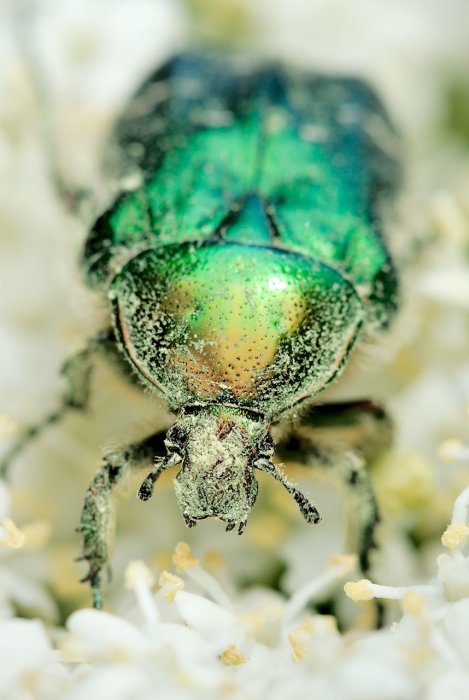 Gräsgrön guldbagge täckt med pollen på en fläderblom, skimmer av grönt och guld.